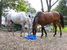 WiFi Barn & Pasture Cameras