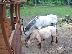 Horses On The Ranch